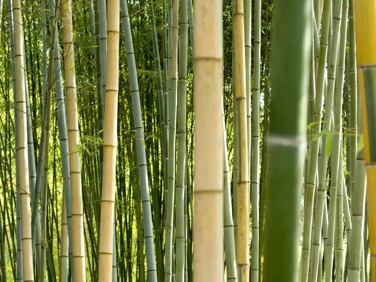 Is bamboo flammable Does it burn more than other wood?