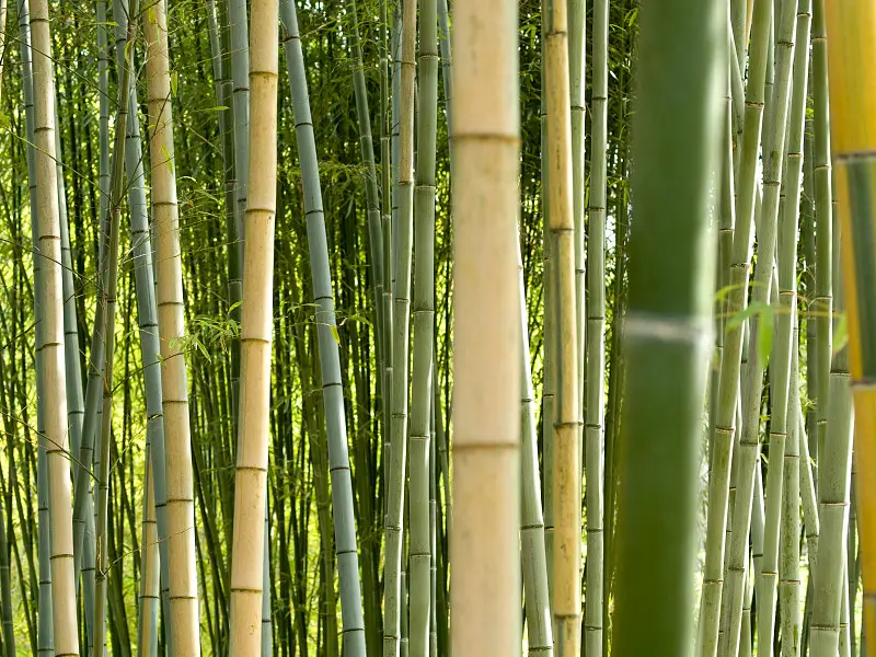 Is bamboo flammable - Does it burn more than other wood?