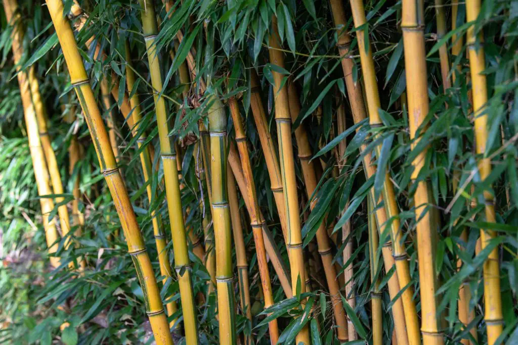 Is Bamboo Flammable - Does It Burn More Than Other Wood?