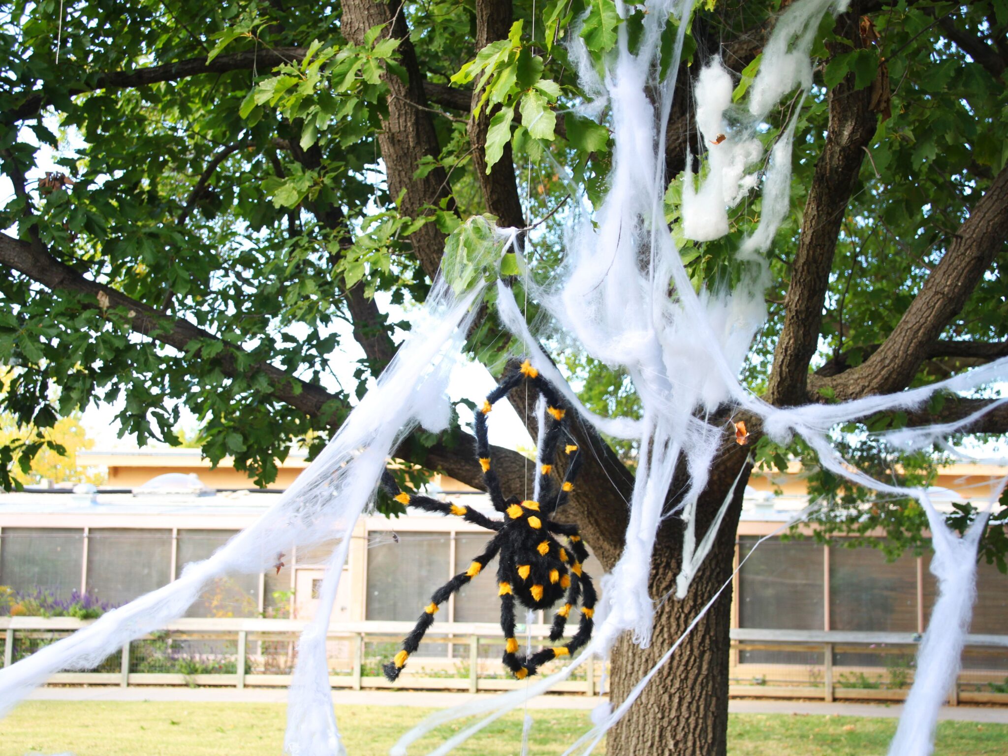 Are spider webs flammable? Facts you should know about webs