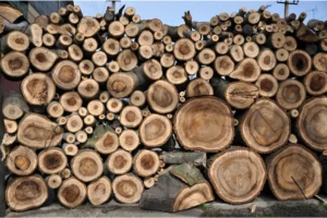 Is walnut good firewood