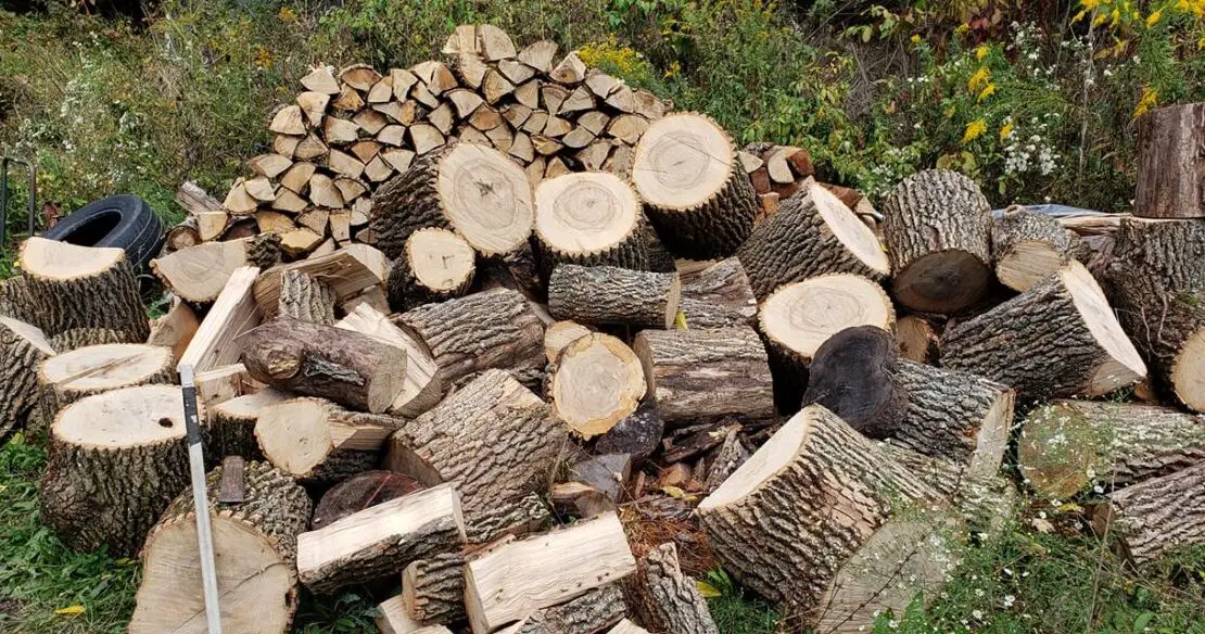 Is ash wood good to burn Will it catch on fire easily? Find out!