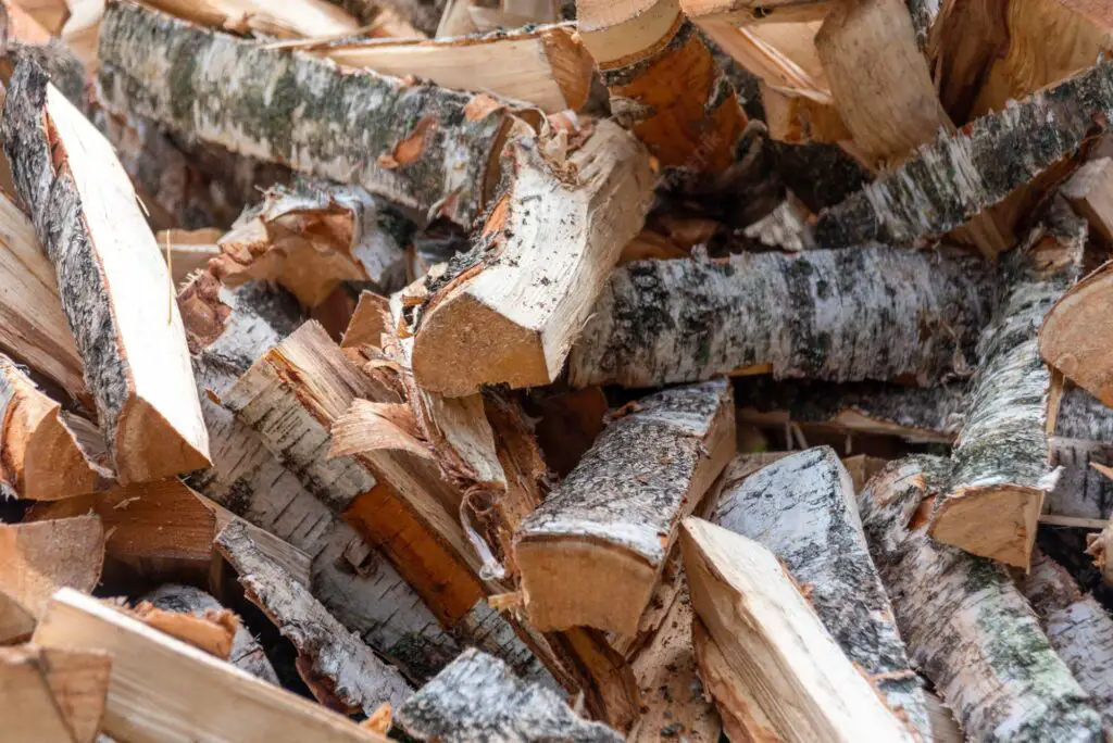 Is birch good firewood? Find out if it is good for firewood or not