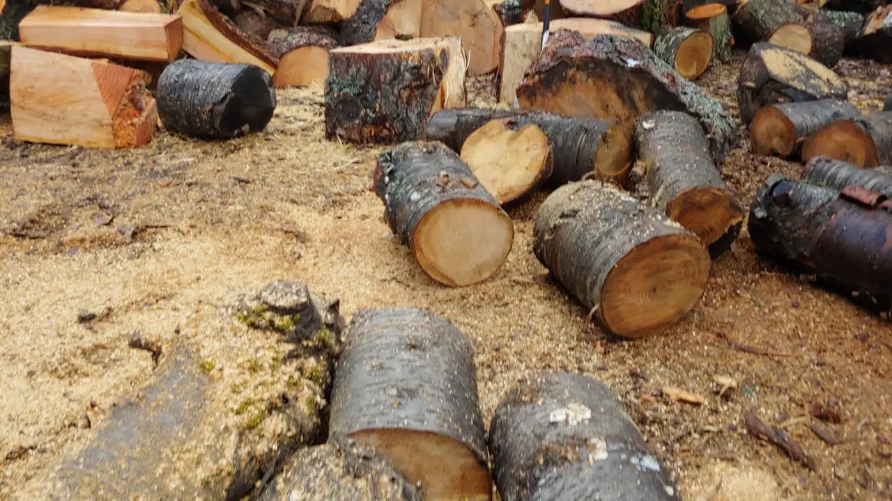 is cottonwood a good firewood? Tips on how to burn cottonwood