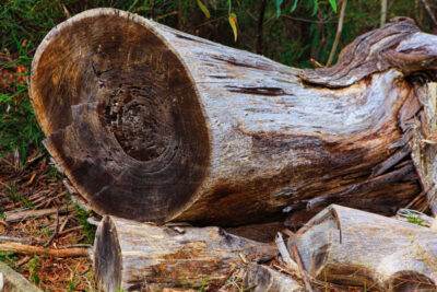Is Eucalyptus good firewood